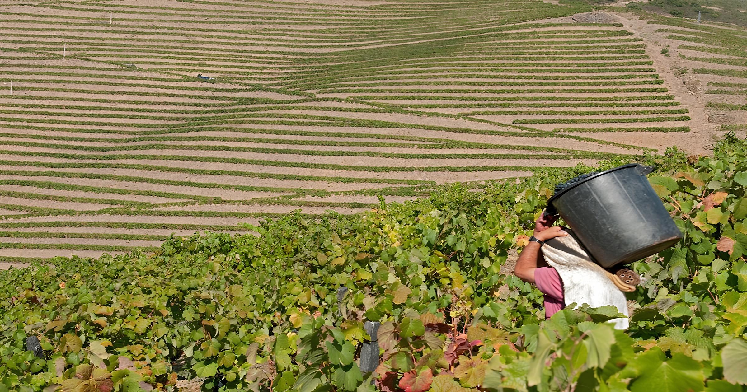 Para muitos, o Douro já não é D’Ouro