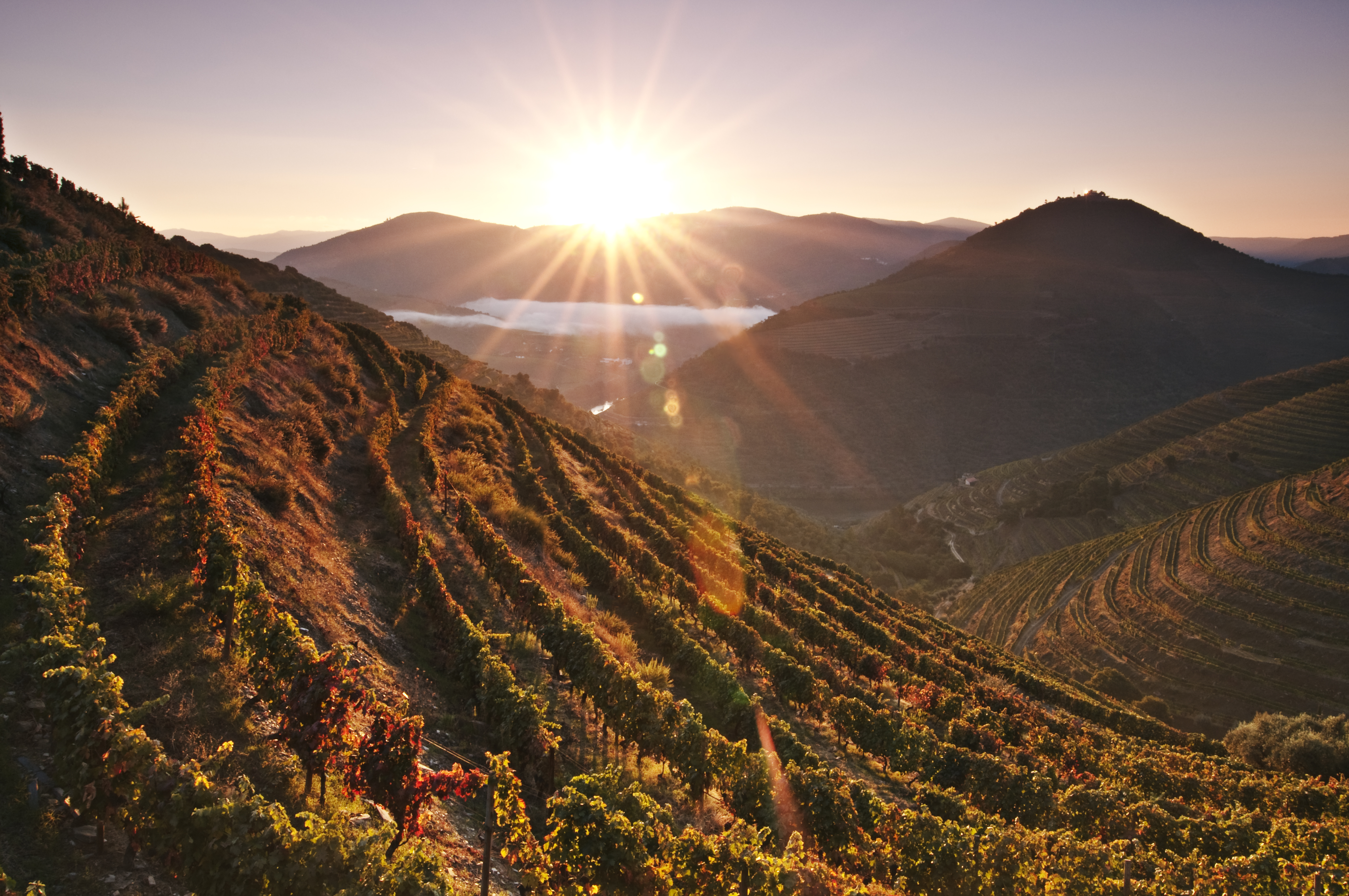 Why is the Douro such a special wine region?